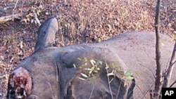 One of 200 elephants recently slaughtered in Cameroon by poachers