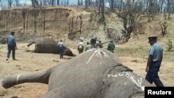 A group of elephants, believed to have been killed by poachers, lie dead at a watering hole in Zimbabwe's Hwange National Park. Picture taken Oct. 26, 2015. 