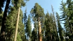 Long Drought Affecting California’s Sequoias