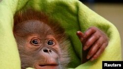 Bayi orangutan betina yang berusia tiga minggu 'Rieke' sebagai ilustrasi. (Foto: Reuters)