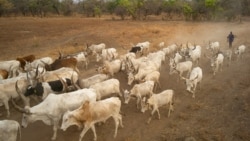 Les communautés rurales innovent pour résoudre les conflits entre éleveurs et agriculteurs