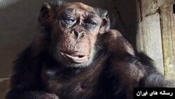 پرویز یکی از مسن‌ترین شامپانزه‌های جهان در تهران از دنیا رفت.