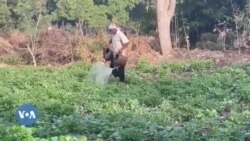 Bololakomatè musow, Burkina Faso, olu ye sugu nakɔko jɛkulu dɔ sigi senkan 