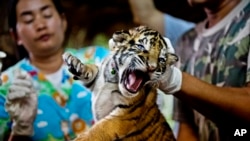 Satu dari 16 anak harimau disita dari para pedagang satwa liar. Anak harimau ini diyakini telah dipelihara di sebuah peternakan di Thailand untuk diperdagangkan ke Tiongkok (Foto: dok). 
