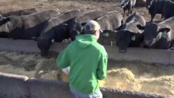 Upstate Ballot Represents Another New York