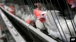 Bakteri MRSA ditemukan pada ayam potong yang diimpor dari luar Denmark, termasuk Perancis, Jerman dan Belanda.