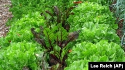 This undated photo shows a bed with endive and beets growing together for autumn harvest in New Paltz, New York.