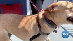 Pet Adoption Business in US Never Better 