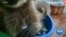 Russian Family Rescues and Raises Raccoons