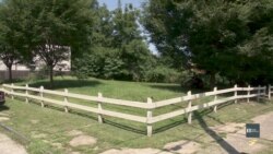 Зелена терапія: у Філадельфії долають злочинність, очищаючи закинуті ділянки. Відео