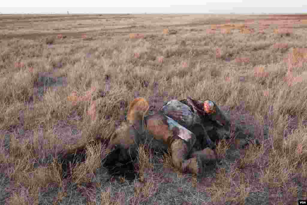 A baby elephant was found dead in Mugie Conservancy, Laikipia, Kenya; its cause of death unknown, March 17, 2017. (Jill Craig/VOA)