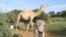 Experts estimate that about four million Kenyans drink unpasteurized camel milk on a regular basis. (Sharon Deem, Saint Louis Zoo)