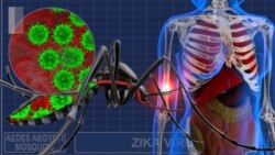 Could Harmless Wolbachia Bacteria Stop the Zika Virus?