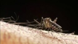 B&#249;ng ph&#225;t Zika: Gần 500 cư d&#226;n New York bị nhiễm