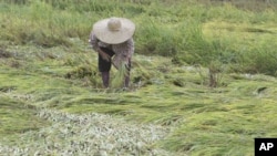 A farmer harvests her damaged rice, October 20, 2010, in San Mariano township, two days after typhoon Megi (local name "Juan") barreled Isabela province and nearby provinces in northeastern Philippines