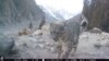 Snow Leopard Conservation Efforts in Pakistan Overshadowed by COVID-19