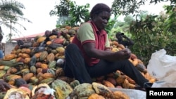 A farmer works on cocoa pods in Ntui village, Cameroon, Dec. 17, 2017. Picture taken December 17, 2017. Some farmers in remote areas in Cameroon are using a mobile application to analyze their soil quality and to help choose crops. 