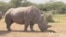 Can Science Save a Rhino on Brink of Extinction?