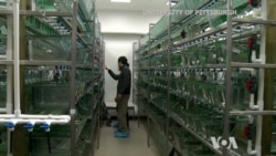 Regeneration of Heart Muscle May be Possible