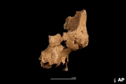 فسیل‌ صورت کشف شده