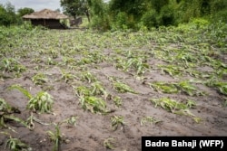 Maize garden affected by floods is seen in Chikwawa District, Malawi.