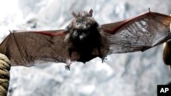 Scott Crocoll holds a dead Indiana bat in an abandoned mine in Rosendale, N.Y., in this January 2009 file photo. (AP Photo/Mike Groll, File)