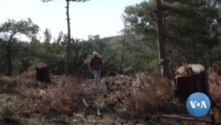 Rise in Fuel Prices Threaten Lebanon’s Ancient Forests