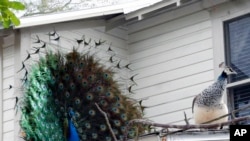 In this Wednesday, Dec. 23, 2009 photo, a peacock, left, fans his feathers in a courtship display to a peahen on a rooftop in Florida. Some residents want the birds removed.(AP Photo/Tamara Lush)