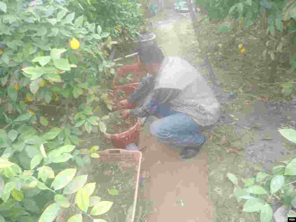 Ko'chatlar, avvalo, tuvaklarda unib-o'sadi.