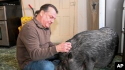 Wyverne Flatt who is fighting to keep his pot-bellied pig Ellie as an emotional support animal poses for a photograph at his home Wednesday, Feb. 2, 2022, in Canajoharie, N.Y. Village officials consider Ellie a farm animal, and not allowed in the village. (AP Photo/Hans Pennink)