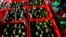 FILE - Crates filled with avocados are seen at a packing warehouse in Ziracuaretiro, Michoacan, Oct. 2, 2019.