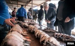 صید غیرقانونی و قاچاق پرندگان در شمال ایران - ایرنا