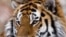 Asian Officials Extend Lifeline For Wild Tigers