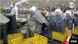 Fiesta de San Valentín ayuda a 438 migrantes a encontrar trabajo en Colombia este 2022. [Foto: Cortesía]