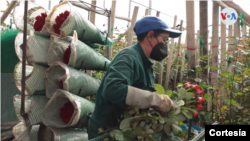 Migrantes colombianos encuentran empleo en Colombia por temporada de San Valentín. [Cortesía]