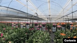 El Día de San Valentín generó este año la creación de cientos de nuevos puestos de trabajo para migrantes venezolanos en Colombia.