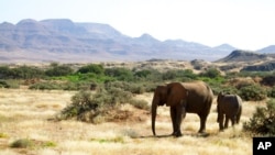 FILE - Elephants roam in Torra Conservancy in Namibia, June 17, 2014.