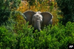 FILE- A desert elephant is photographed in the Kaokoland near Puros, northern Namibia, Aug. 6, 2013.