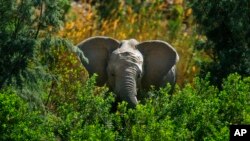 FILE- A desert elephant is photographed in the Kaokoland near Puros, northern Namibia, Aug. 6, 2013.
