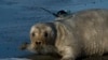 Una foca barbuda etiquetada en Kotzebue, Alaska, el 5 de septiembre de 2006. [Foto: Cortesía de la Administración Nacional Oceánica y Atmosférica de EE. UU.]