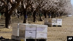 Beehives of Tauzer Apiaries, rented for crop pollination, sit in an orchard in Woodland, Calif., Tuesday, Feb. 15, 2022. (AP Photo/Rich Pedroncelli)
