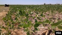 To reduce farm chemical pollution, farmers plant a second quick-growing crop after the harvest in order to reduce erosion. The deep-rooted plants help aerate the soil. (VOA/E. Celeste)