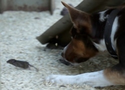 Hank, a working dog turned mouser, chases a mouse on a farm near Tottenham, Australia, on May 19, 2021.
