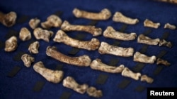 Fossils of a newly discovered ancient species, named "Homo naledi," are pictured during their unveiling outside Johannesburg, Sept. 10, 2015.