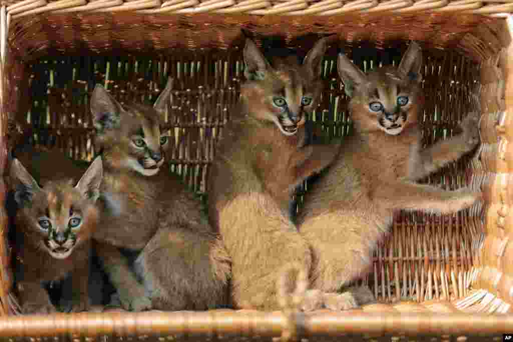 Empat anak caracal (kucing liar) saling berhimpitan di dalam sebuah keranjang di kebun binatang Berlin di Jerman.