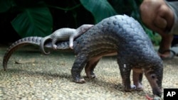 FILE - A Pangolin carrying its young. The long-snouted, nocturnal pangolin, the size of a small dog and found in Africa and Southeast Asia, is the world's most illegally trafficked mammal, according to the United Nations Environment Program.