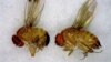 This July 2012 photo released by the University of Maine Cooperative Extension Service shows a male, left, and female, right, spotted wing drosophila, an invasive fruit fly. The insect was first detected in Maine in small numbers in the summer of 2011. B