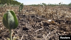 Huíla enfrenta seca há cinco anos