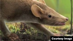 Spinolestes xenarthrosus is seen in this artist's rendition. It is believed to be the oldest mammal discovered. (Oscar Sanisidro)