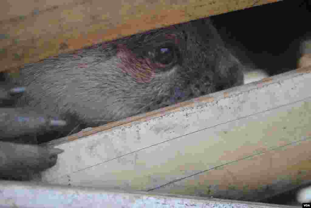 River otters are born and tamed in captivity to assist Bangladeshi fishermen. (Amy Yee for VOA)